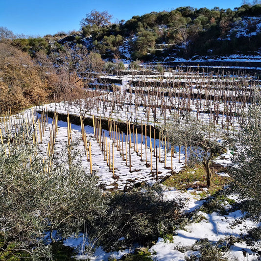 L’Etna degli artigiani del vino: Salvo Licciardello un modello produttivo