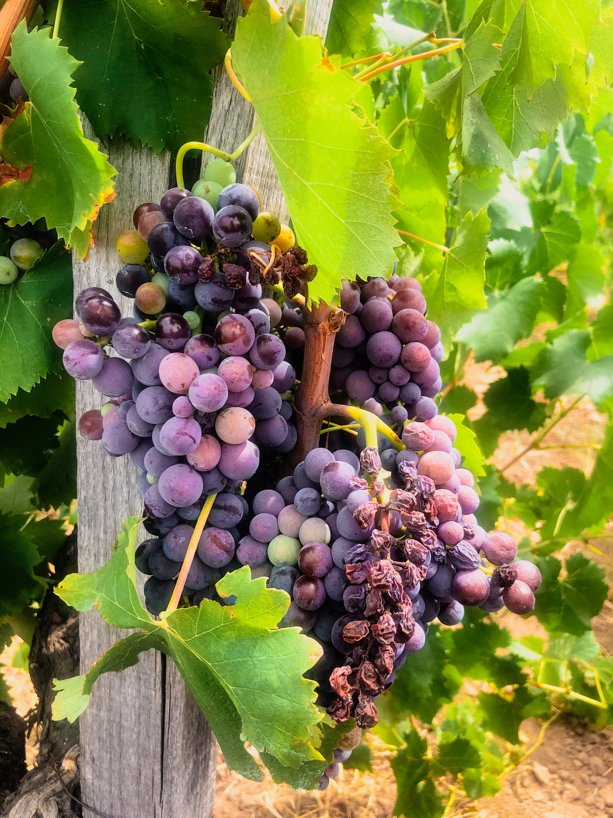 Poi è arrivato il vino